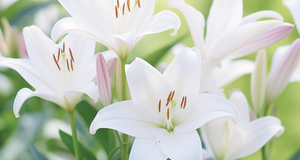 Cultivating Lilies: A Beginner's Guide to Success