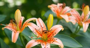 Protecting Your Lilies: Pest Control and Disease Prevention