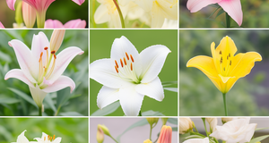 Exploring the World of Lilies: A Guide to Varieties