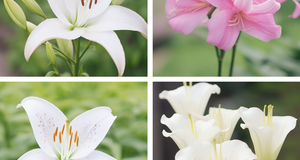 Rare and Exotic Lilies: A Collector's Guide