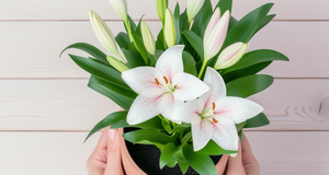 The Secret to Blooming Lilies: Seasonal Maintenance Guide