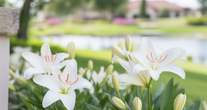 Integrating Lilies into Your Landscape Design